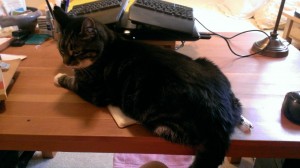 Impossible to work with so much stuff...and the cat...on the desk.  